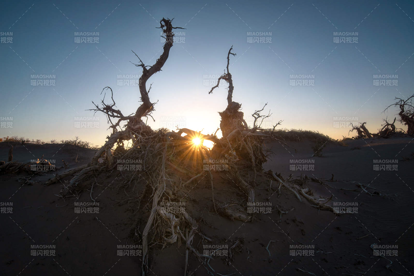 沙漠枯树映夕阳图片