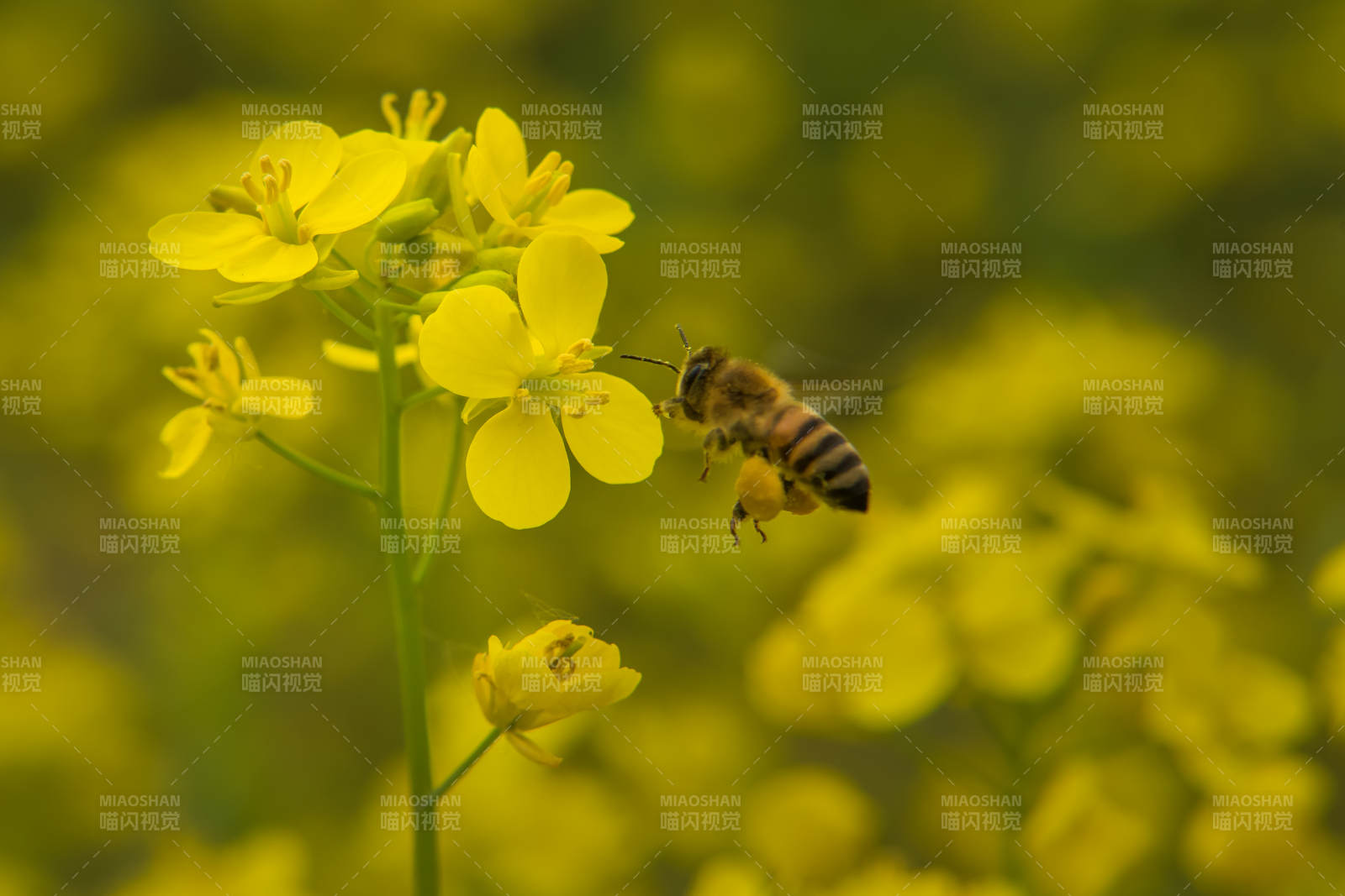 蜜蜂采蜜油菜花田图片