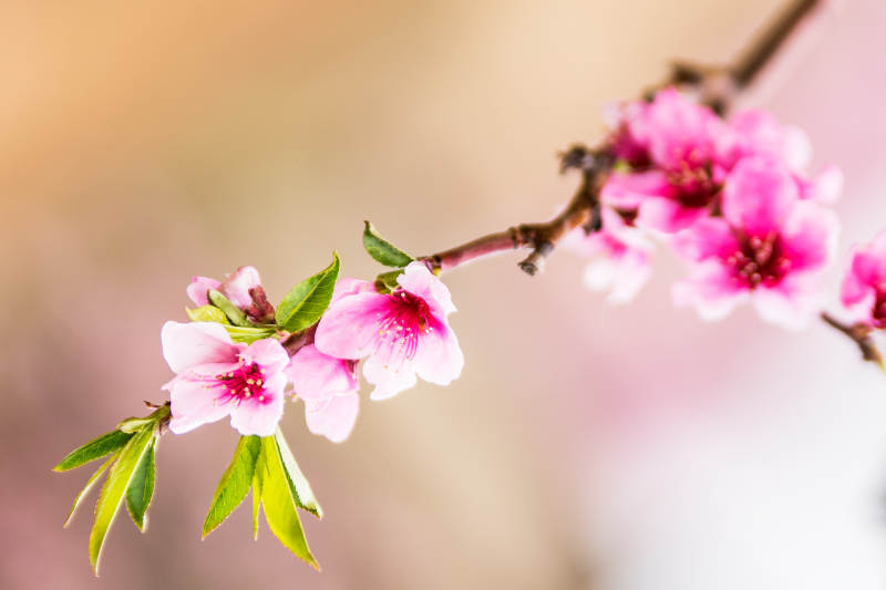 春日桃花绽放枝头图片
