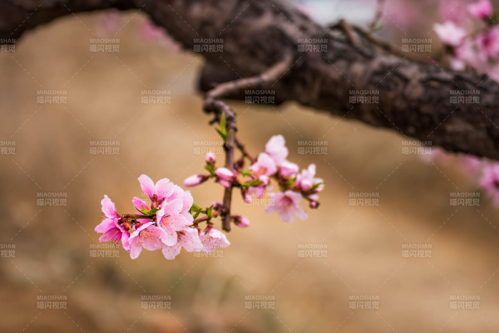 春日桃花绽放枝头图片