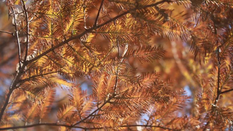 秋日枝头的金色光影图片