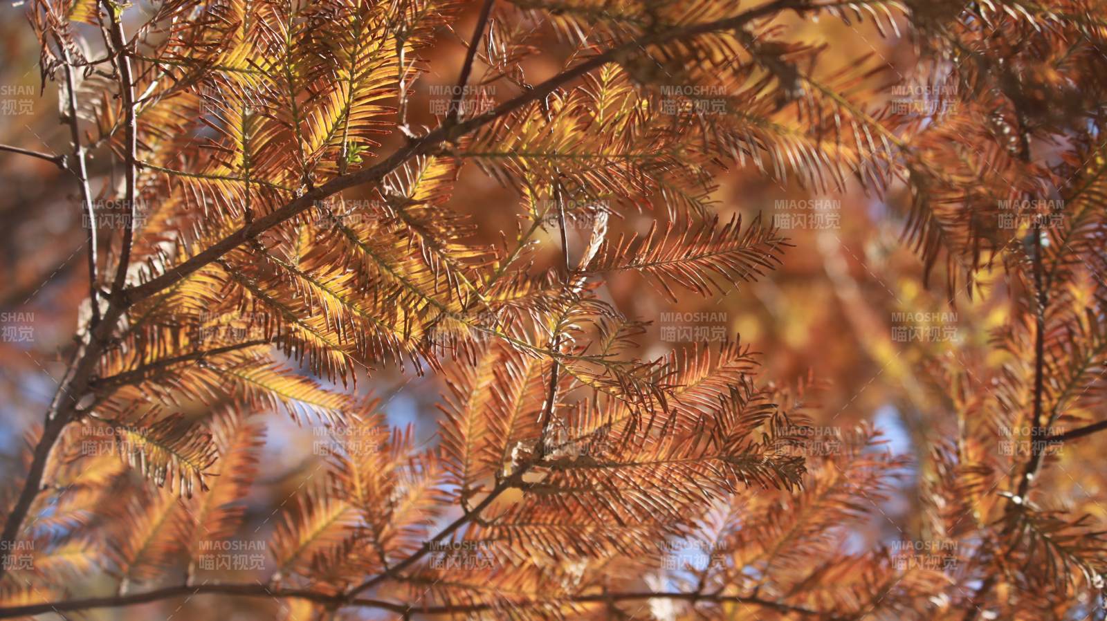 秋日枝头的金色光影图片