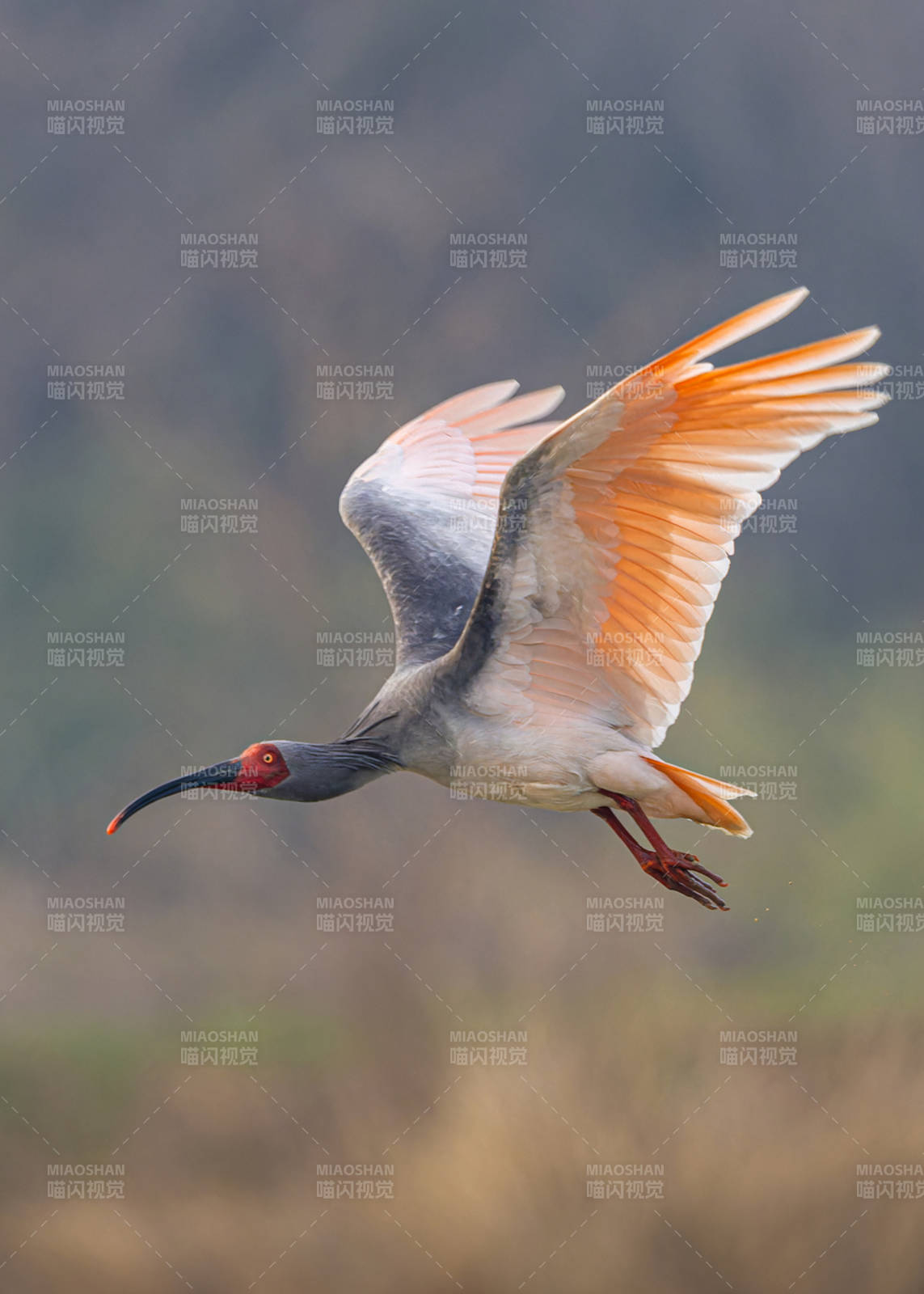 朱鹮展翅飞翔瞬间图片