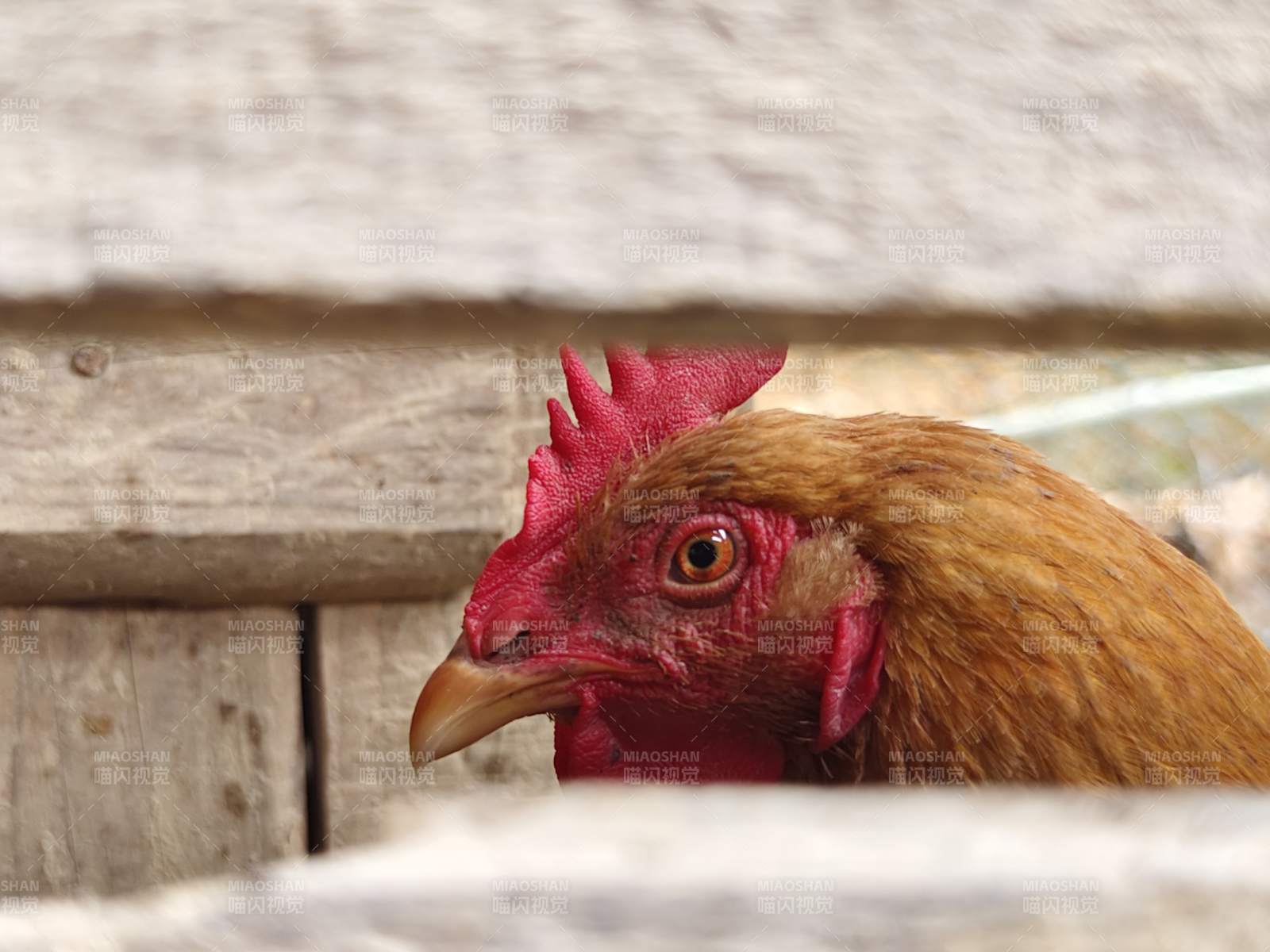 鸡舍中的红冠母鸡图片