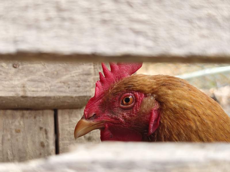 鸡舍中的红冠母鸡图片
