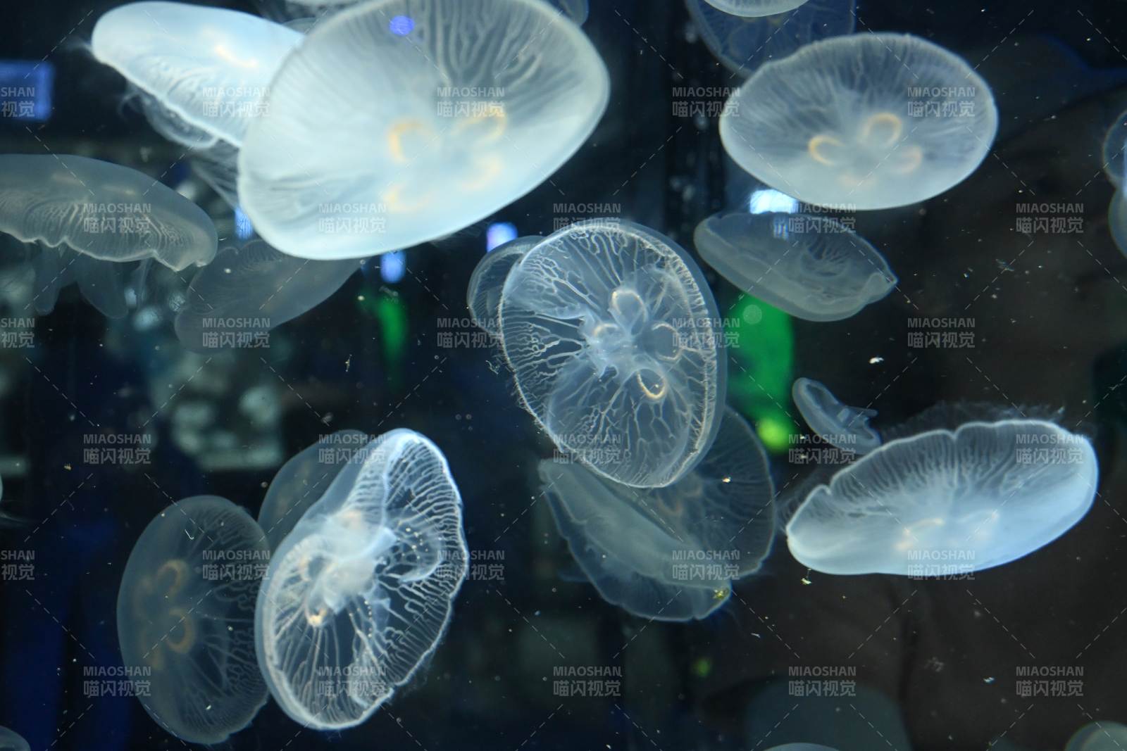 水母在水中漂浮图片