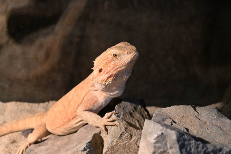 阳光下的鬃狮蜥图片