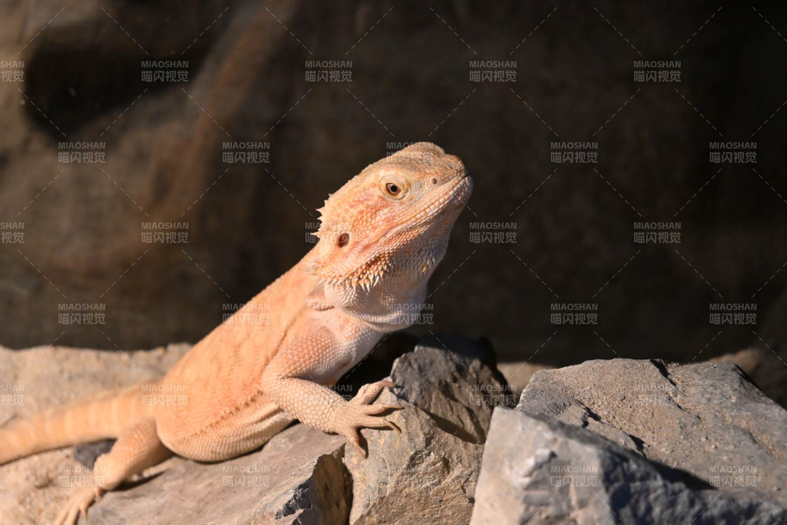 阳光下的鬃狮蜥图片