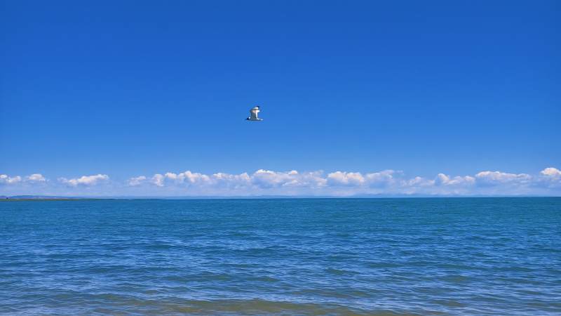 海天一色 鸥鸟翱翔图片