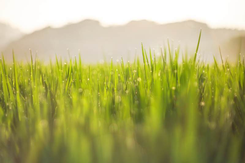 晨光中的稻田露珠图片