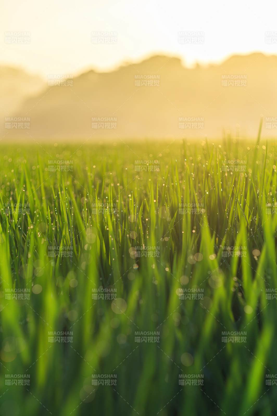 晨曦中的稻田露珠图片