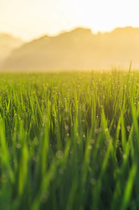 晨曦中的稻田露珠图片