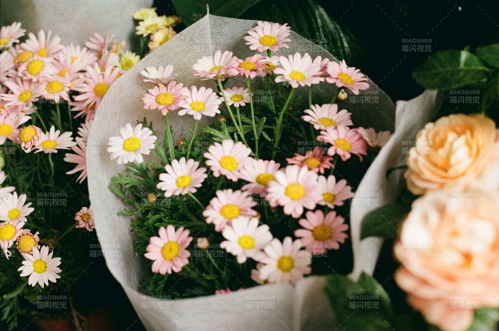 粉色雏菊与玫瑰花束图片