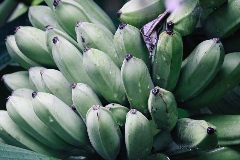 绿色香蕉簇拥成堆图片