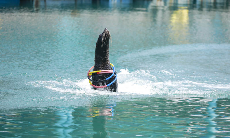 海狮戏水 圈中跳跃图片