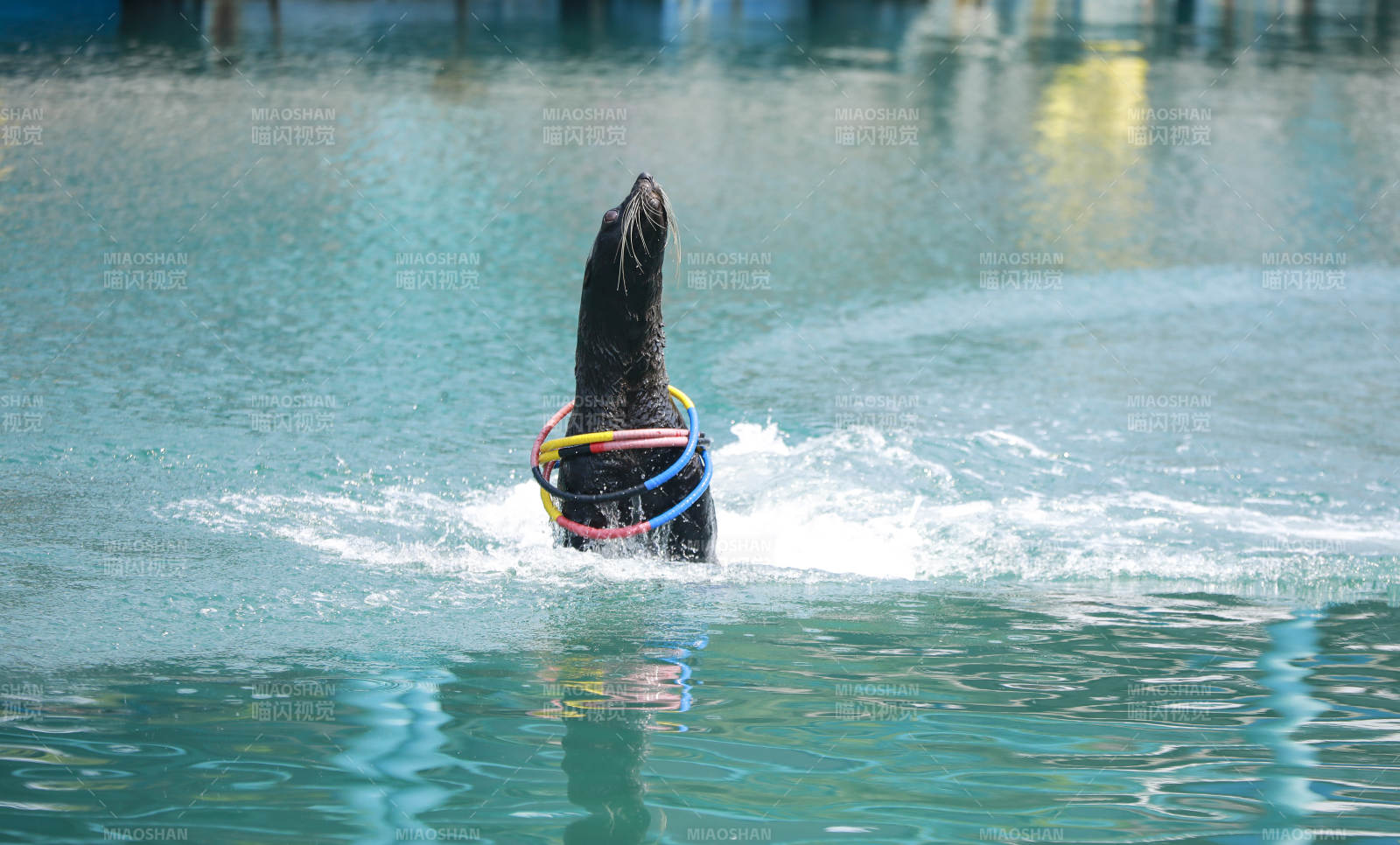 海狮戏水 圈中跳跃图片