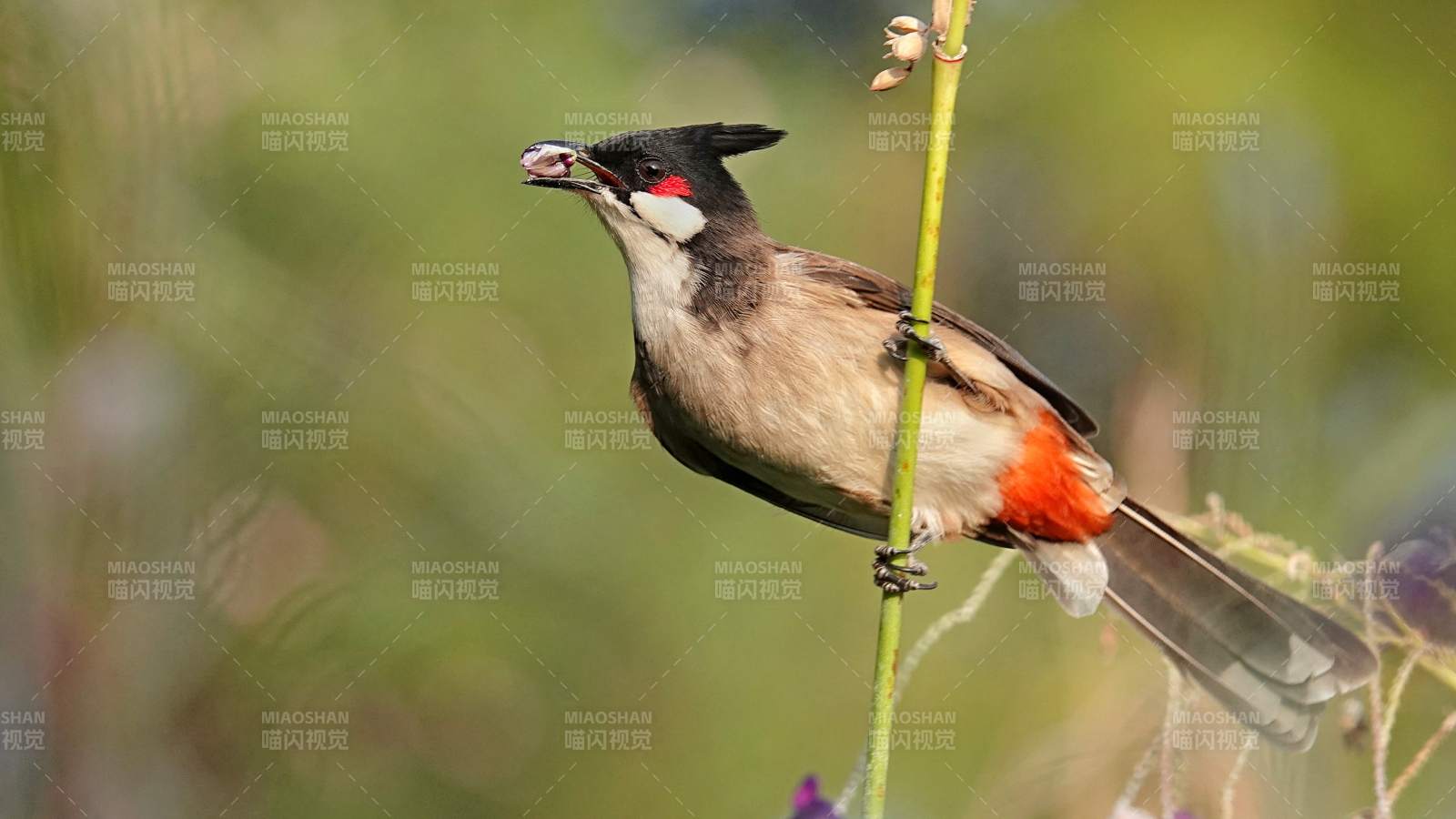 红耳鹎栖息枝头图片