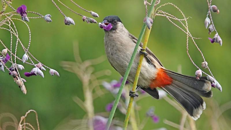 白喉红臀鹎栖息花枝间图片