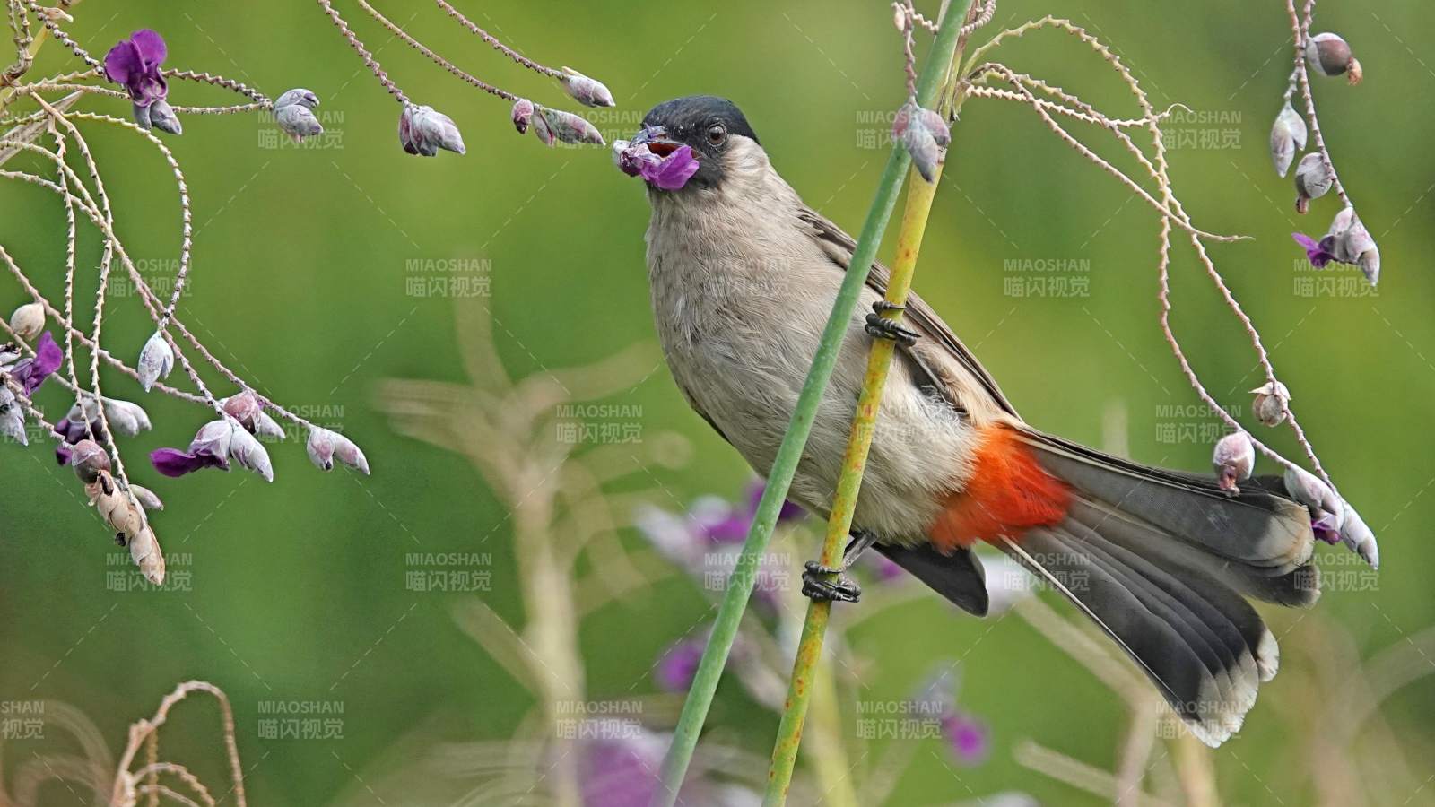 白喉红臀鹎栖息花枝间图片