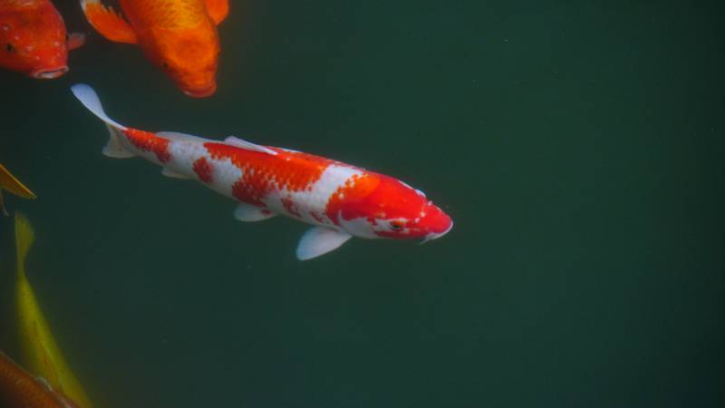 锦鲤游动于清澈池中图片