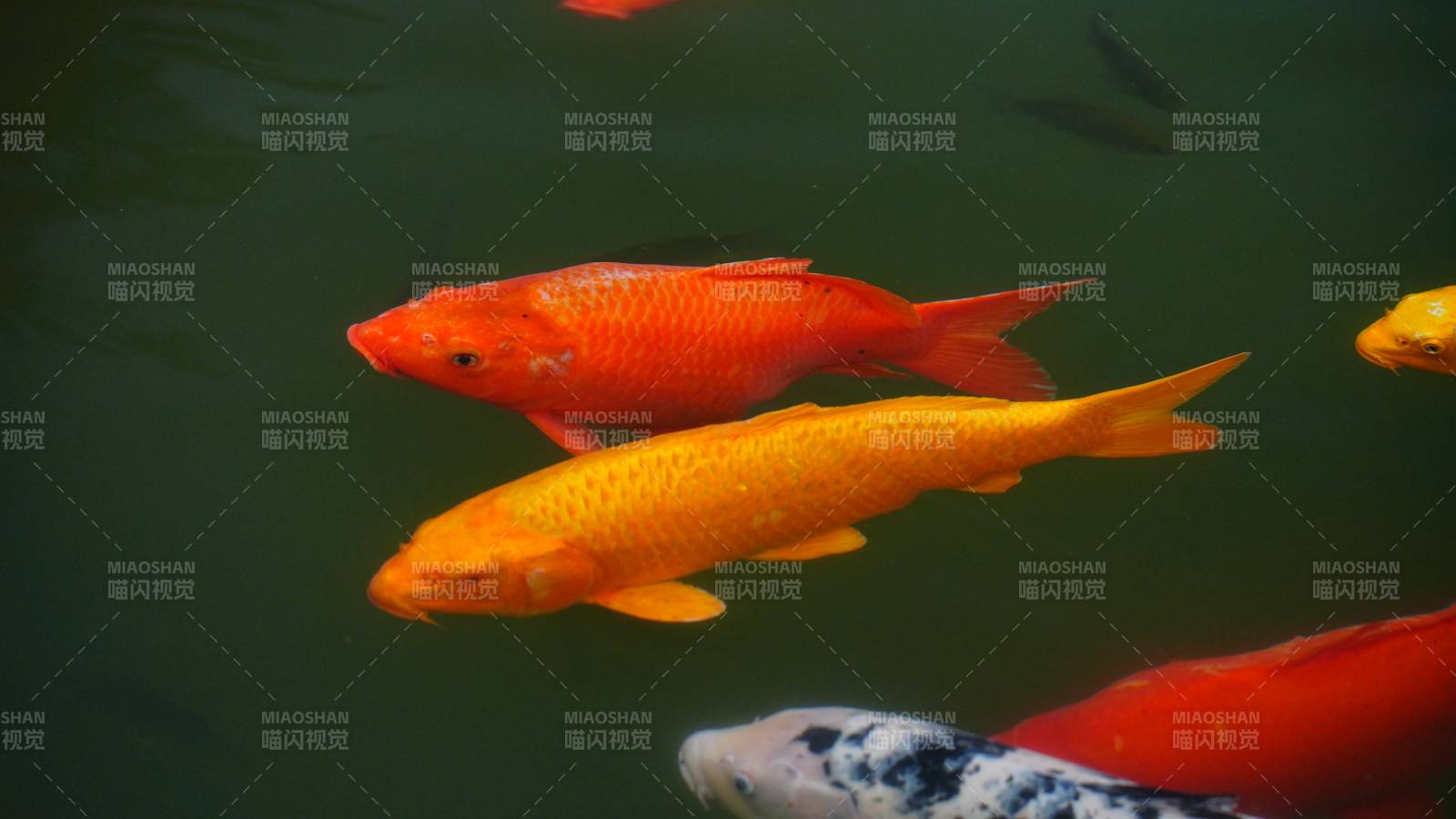 池中锦鲤游动景象图片