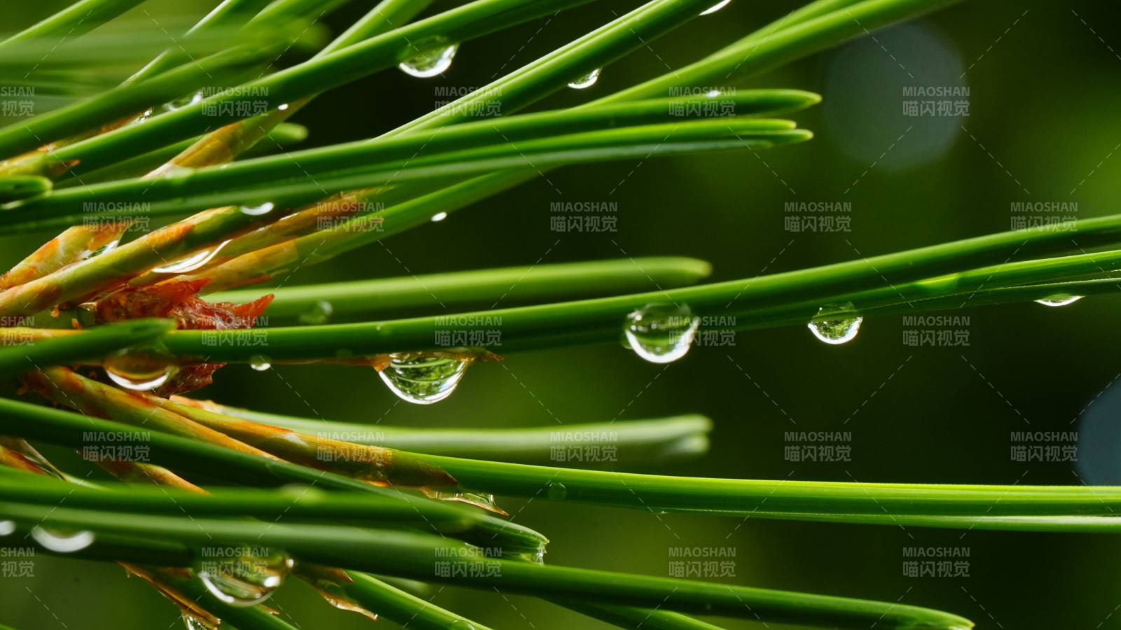 松针上的露珠图片