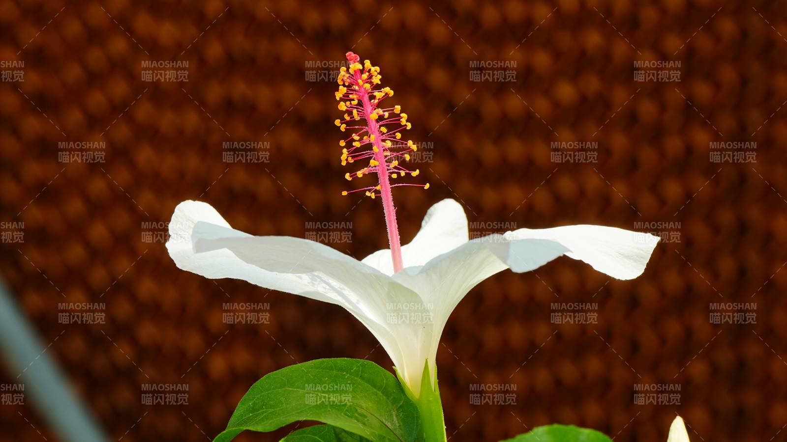 白色芙蓉花的优雅绽放图片