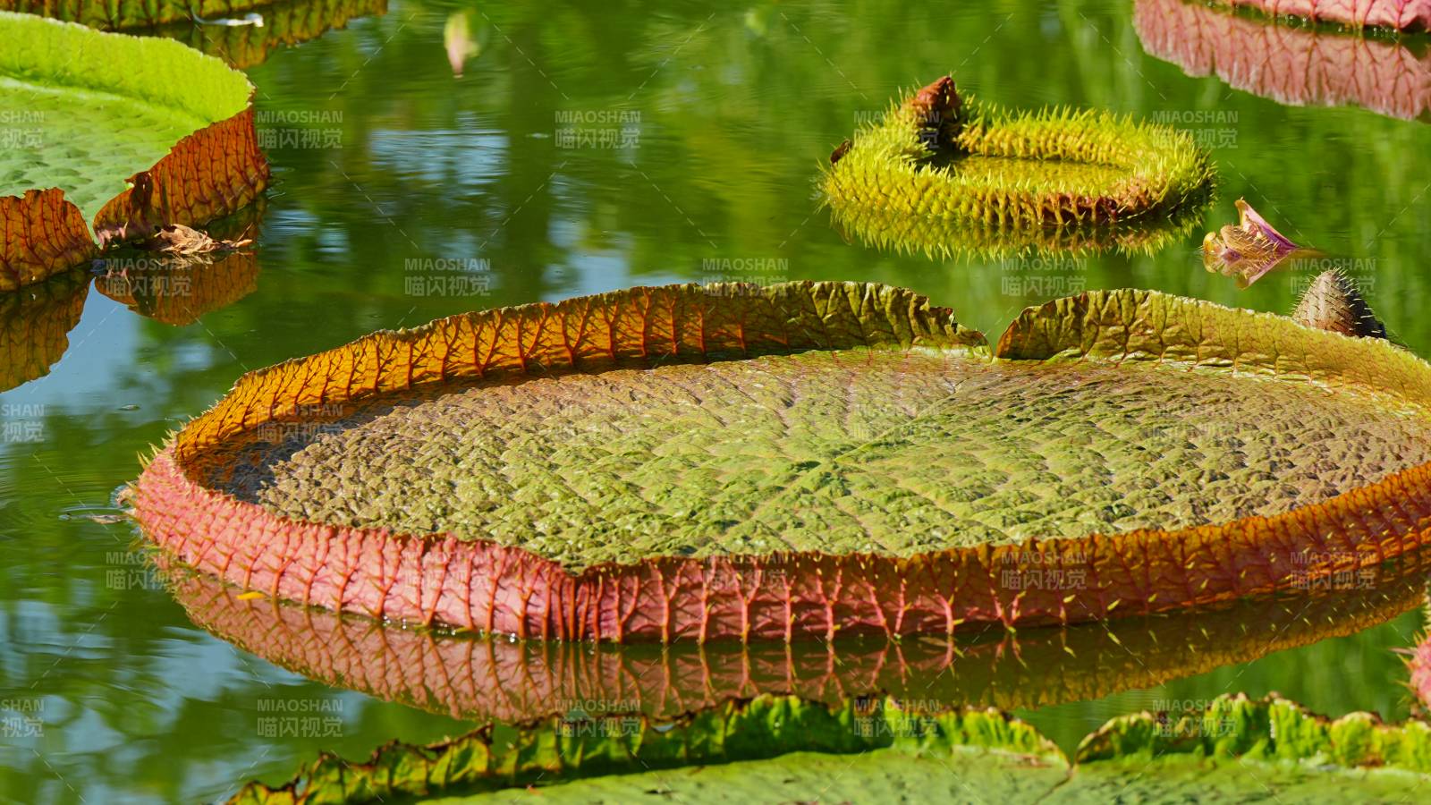 王莲 水面上的绿色巨盘图片