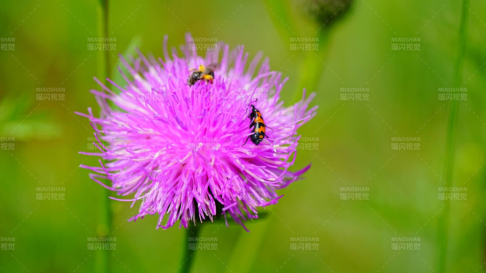 紫色花朵上的小昆虫图片