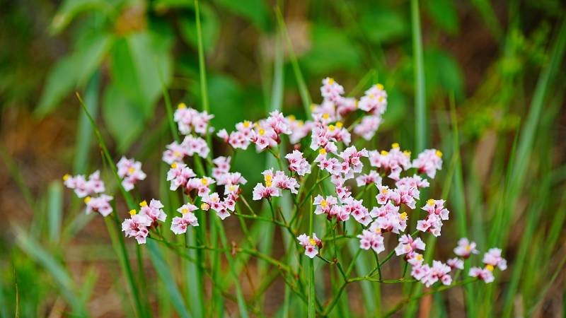 二色补血草绽放 图片