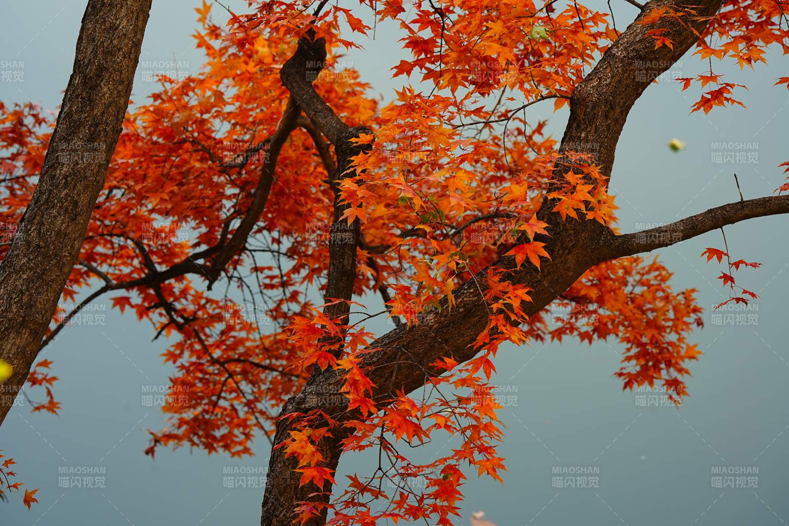 秋日红叶映蓝天图片