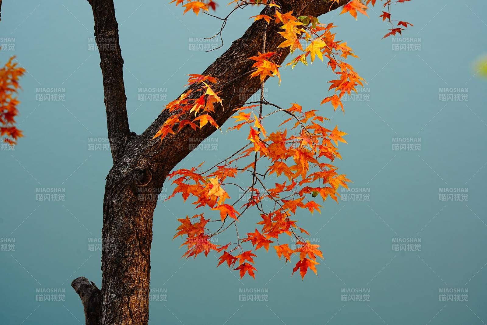 秋叶映蓝空 枝干显苍劲图片
