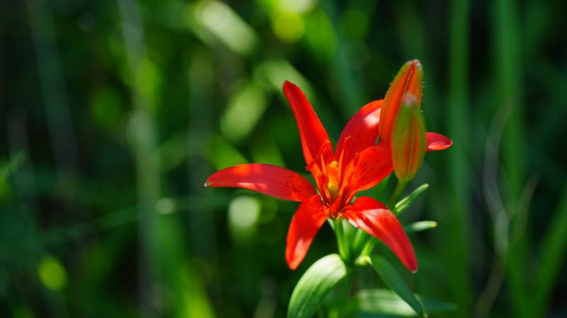 延庆百里画廊夏日红花映绿叶图片