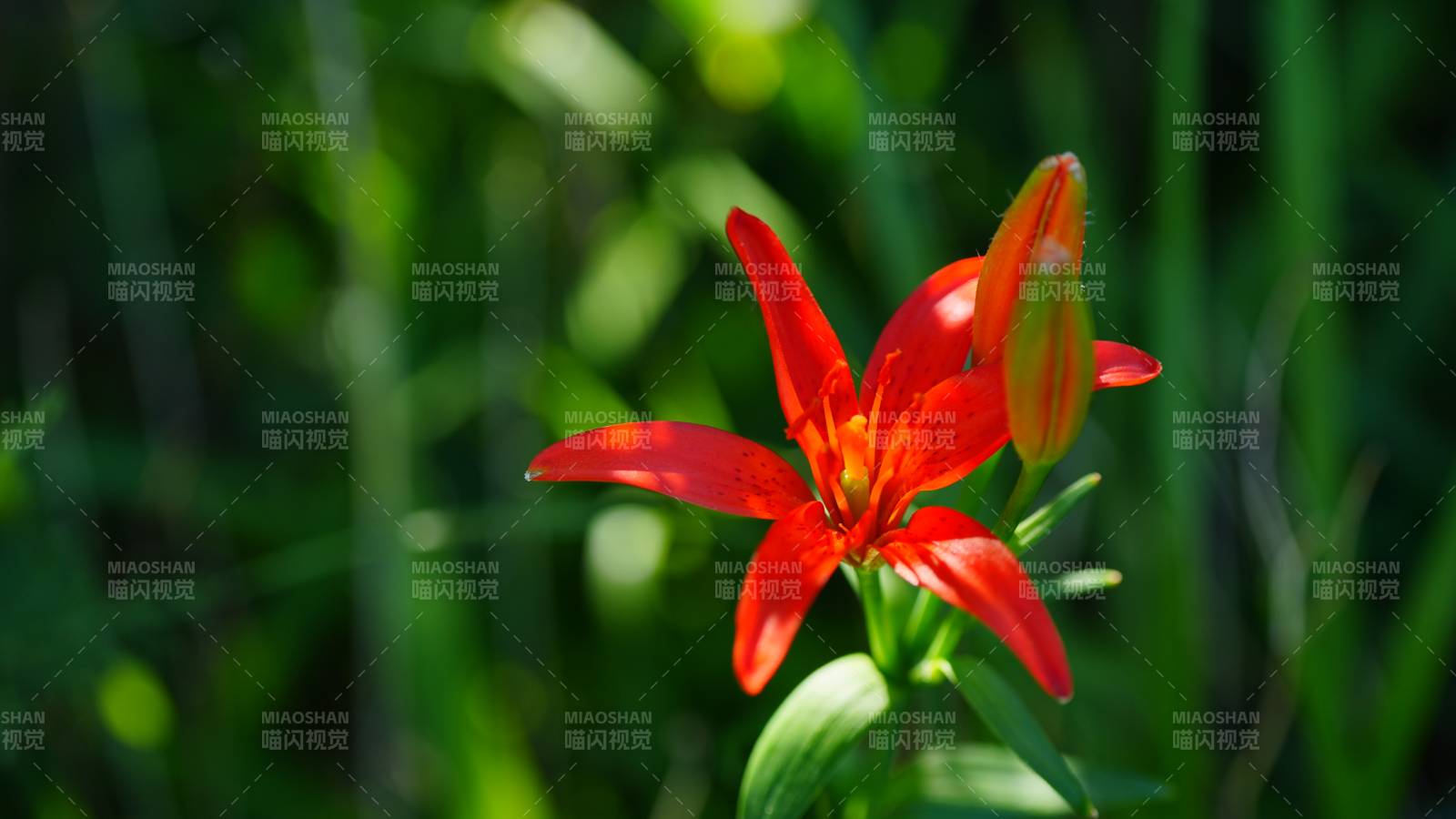 延庆百里画廊夏日红花映绿叶图片