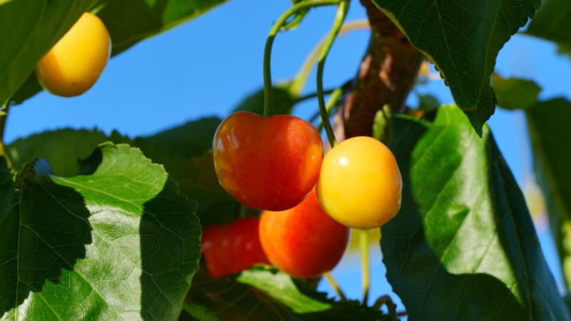 树上的红黄樱桃果实图片