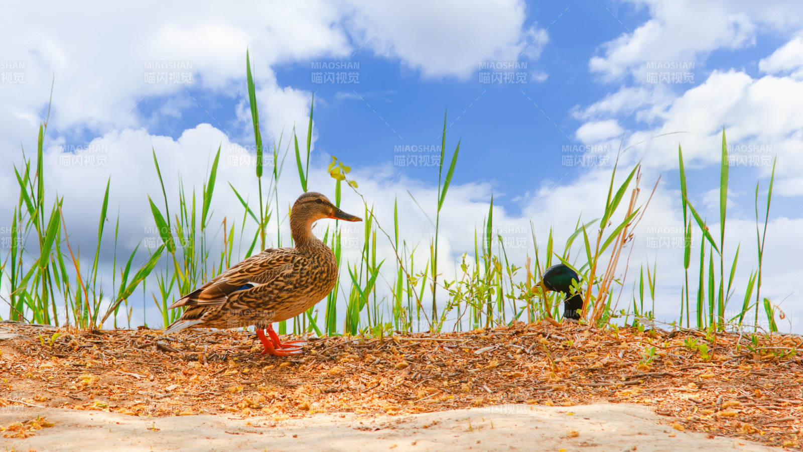 鸭子在稻田边散步图片