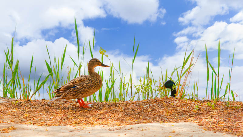 鸭子在稻田边散步图片