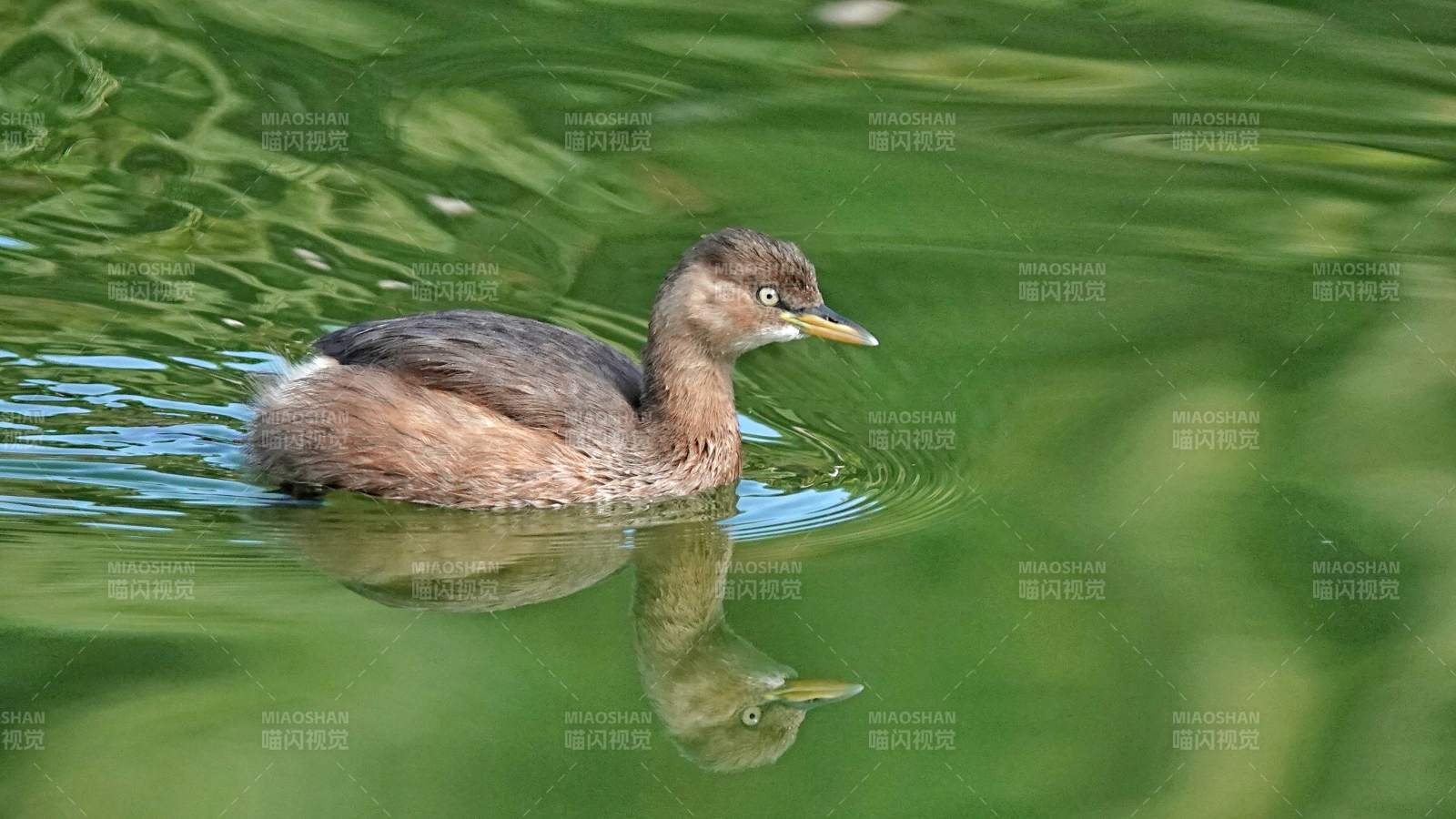 水面上的鸭子倒影小鸊鷉图片
