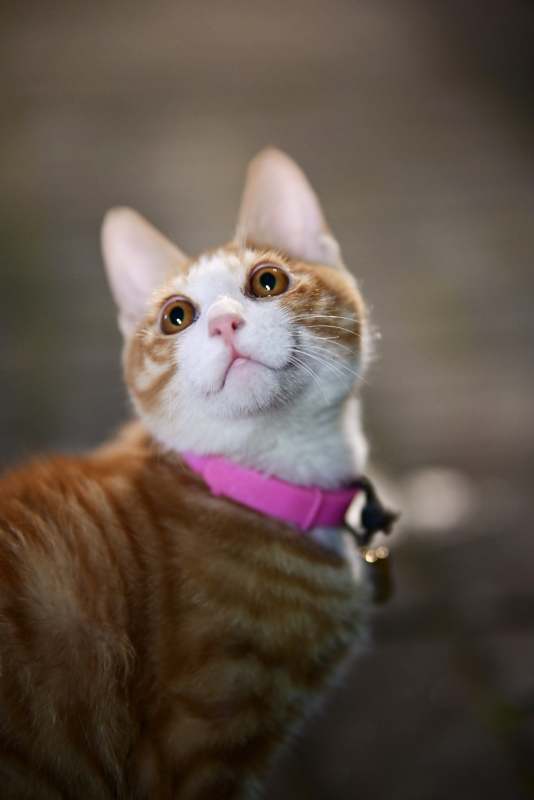 戴粉色项圈的橘猫图片