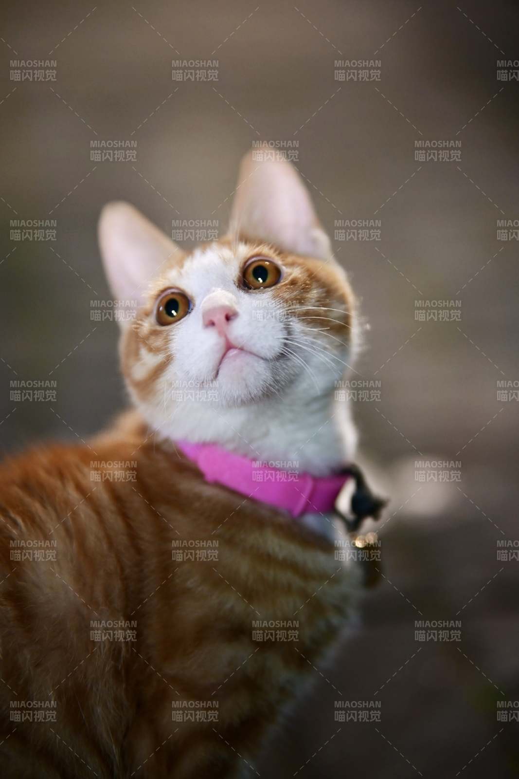 戴粉色项圈的橘猫图片