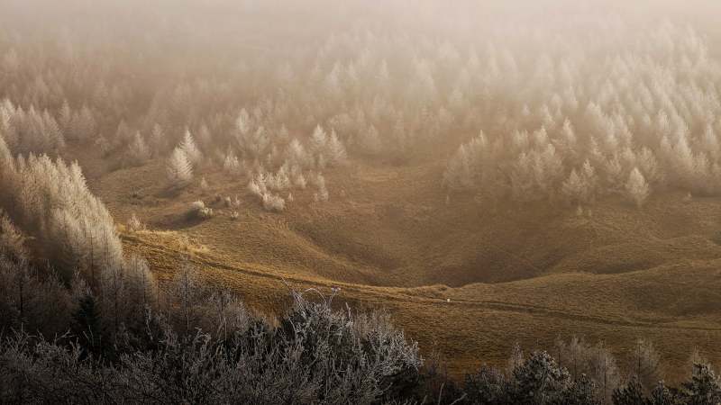 雾中森林 静谧晨光（神农架的冬季）图片
