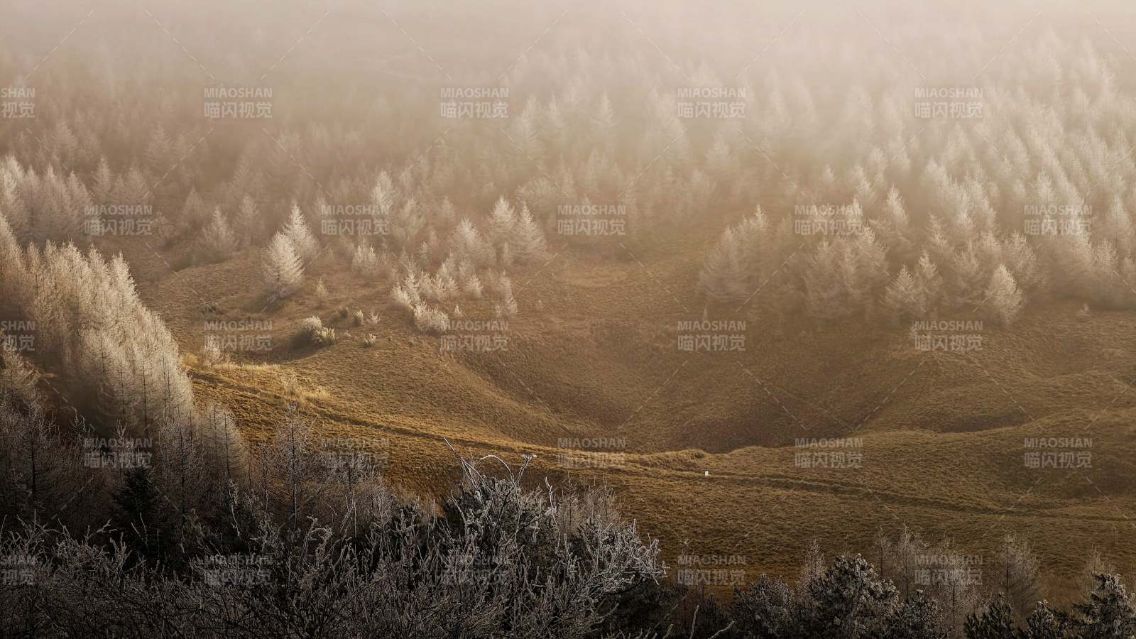 雾中森林 静谧晨光（神农架的冬季）图片