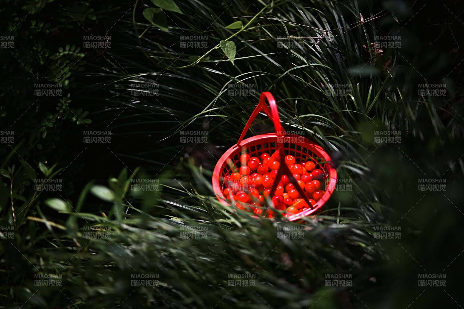 篮中樱桃 绿叶环绕图片