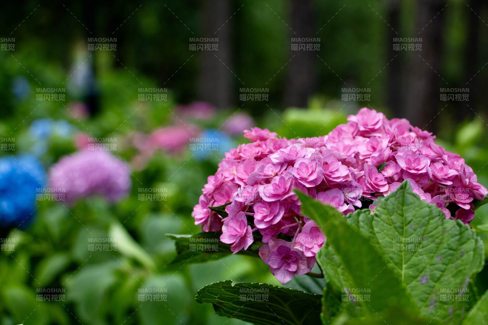 粉色绣球花在绿叶中绽放图片