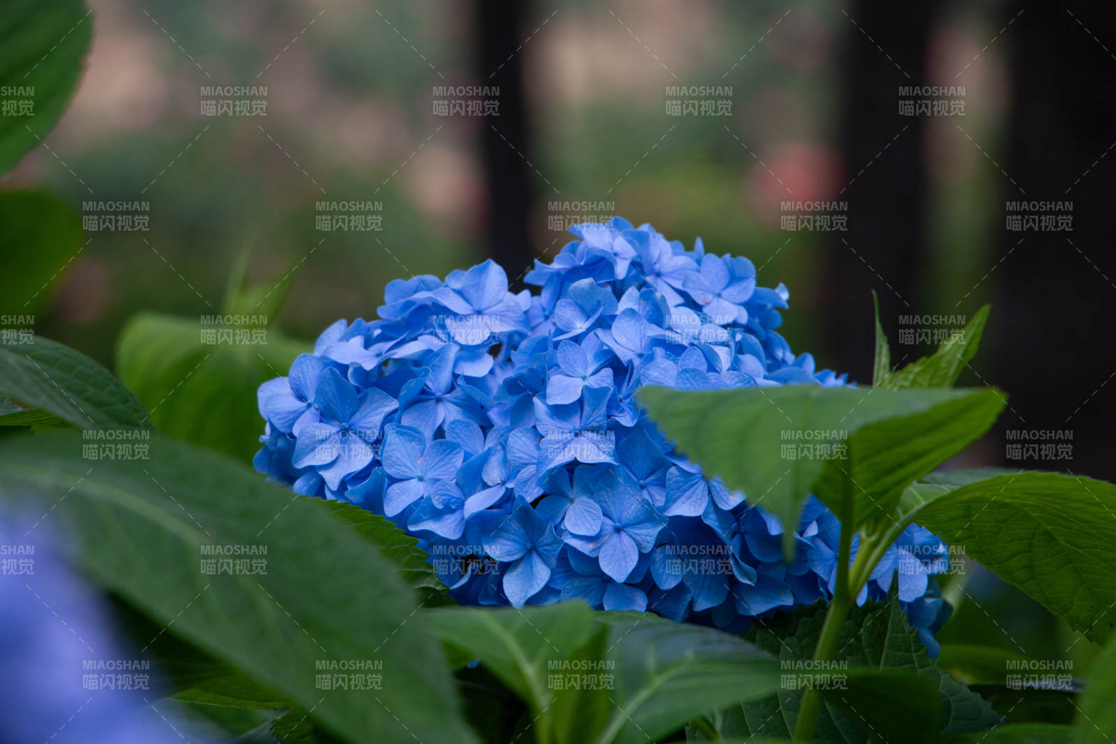 蓝绣球花在绿叶中绽放图片