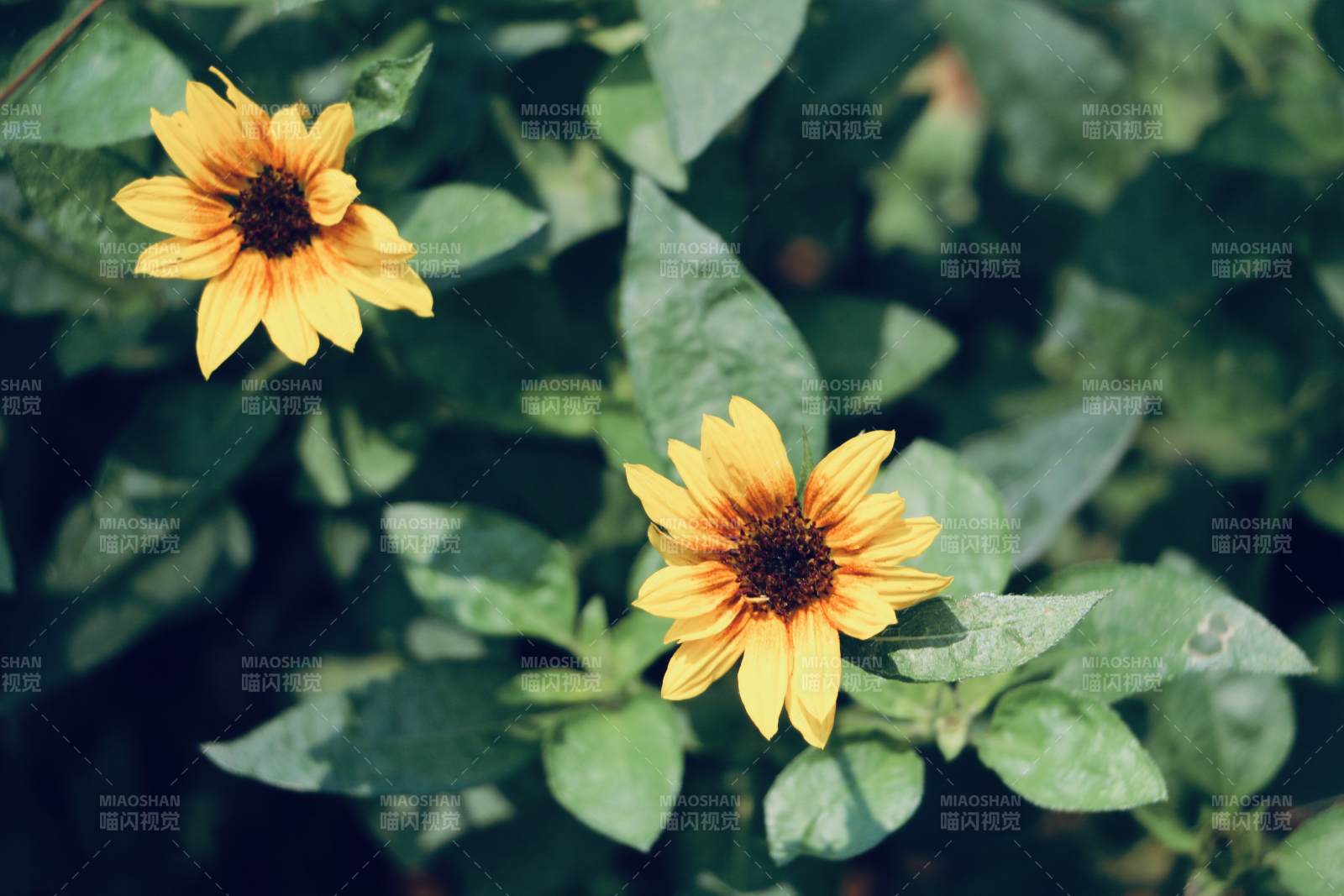 夏日黄花 绿叶相伴图片