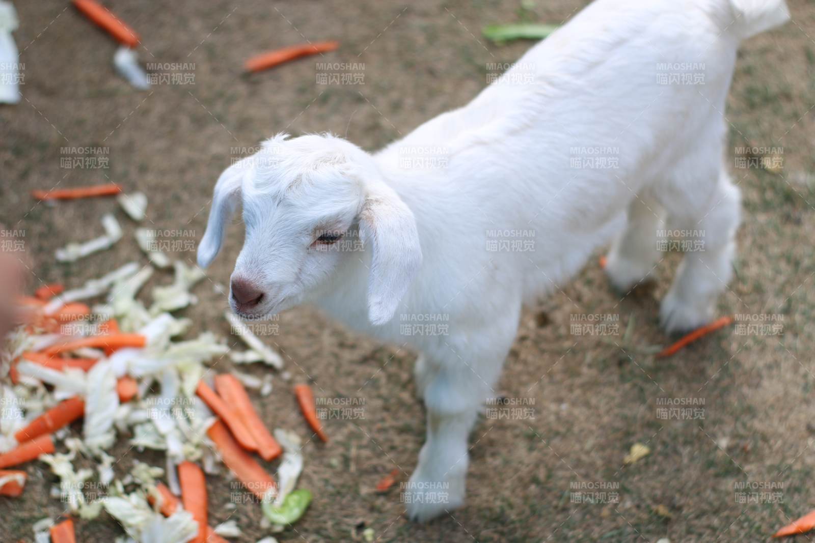 小羊吃胡萝卜图片