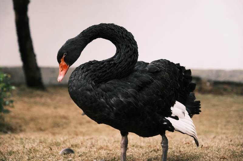 优雅的黑天鹅在草地上图片