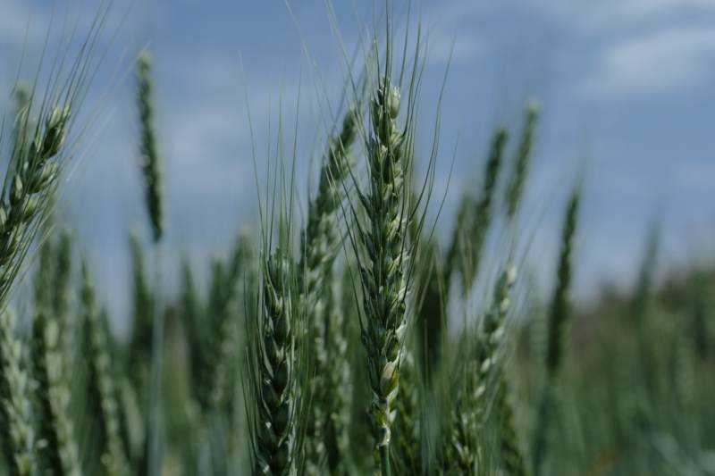 麦田里的绿色希望图片