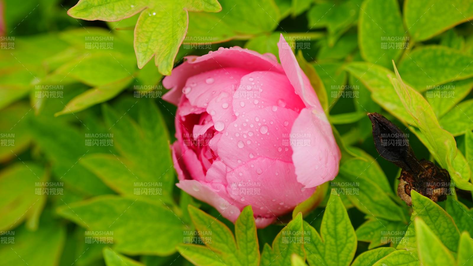 雨后粉红牡丹花蕾图片
